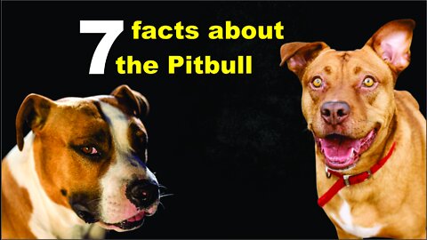 7 facts about the pitbull