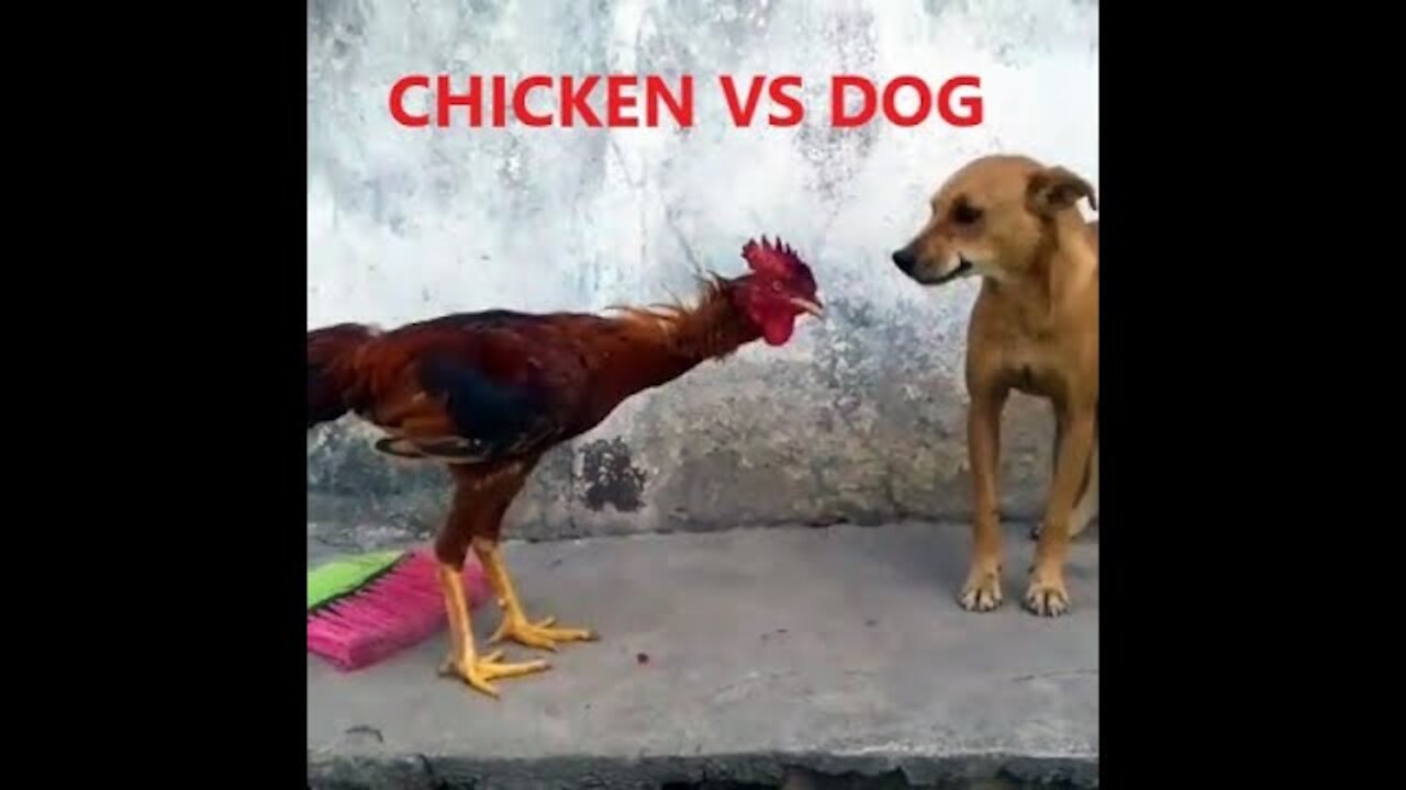 Chicken VS Dog .Fight Videos