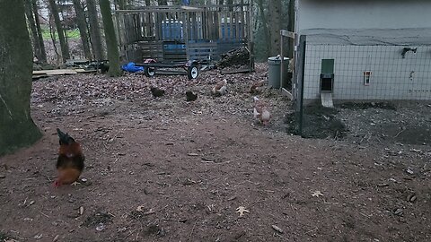 Chickens are out!