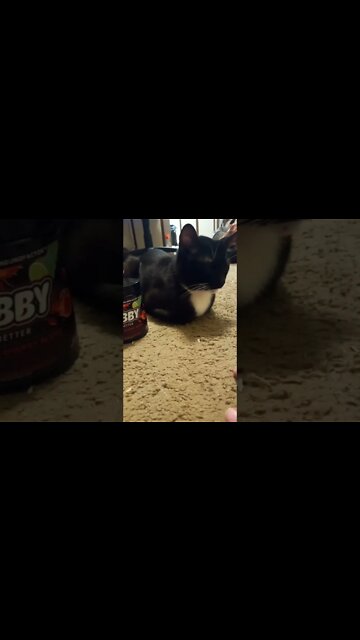 Kitty is loafers #shorts #shortsvideo #shortsfeed #catvideos #cat