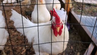 White Jersey Giant rooster crowing