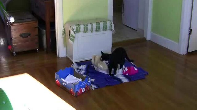 Home surveillance captures kitten wasting entire day