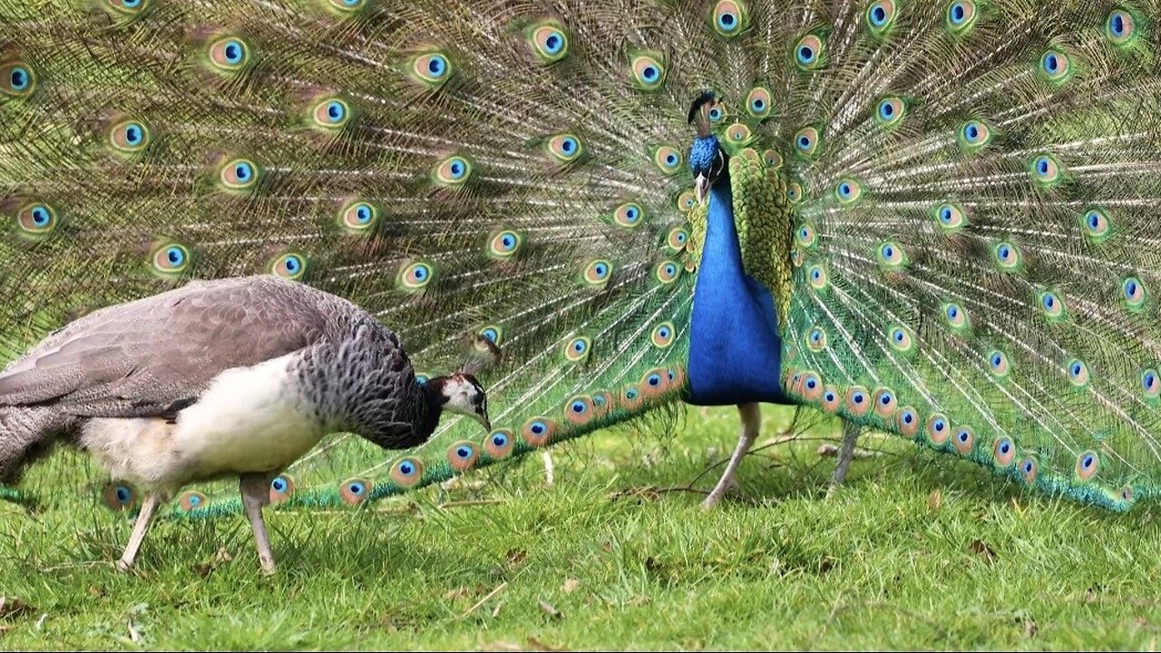 "Peacocks in Full Bloom: The Art of Feathered Brilliance"