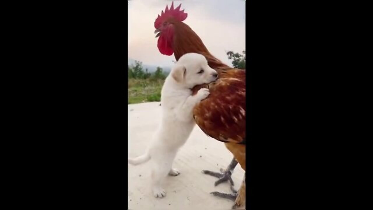 Funny Animal Videos 2022 ๐