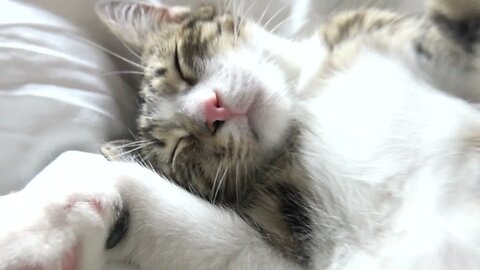 Rudolph Is a Lazy Little Cat