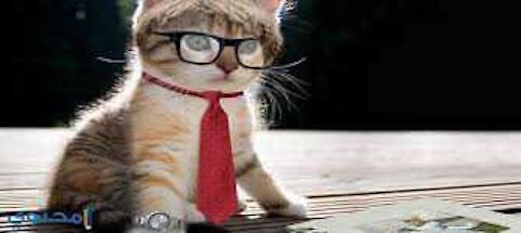 Watch this cat how smart and beautiful he is