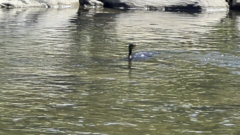 Cormorant diving for fish close by