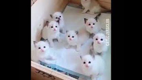 lovely and cute cats