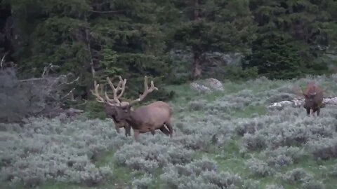 Which one would you shoot? VELVET MANIA VIDEO 8 BULL ELK! 20+ Bull Elk in Velvet! Monster Bull Elk!