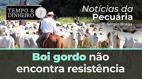 Boi gordo não encontra resistência e segue em queda