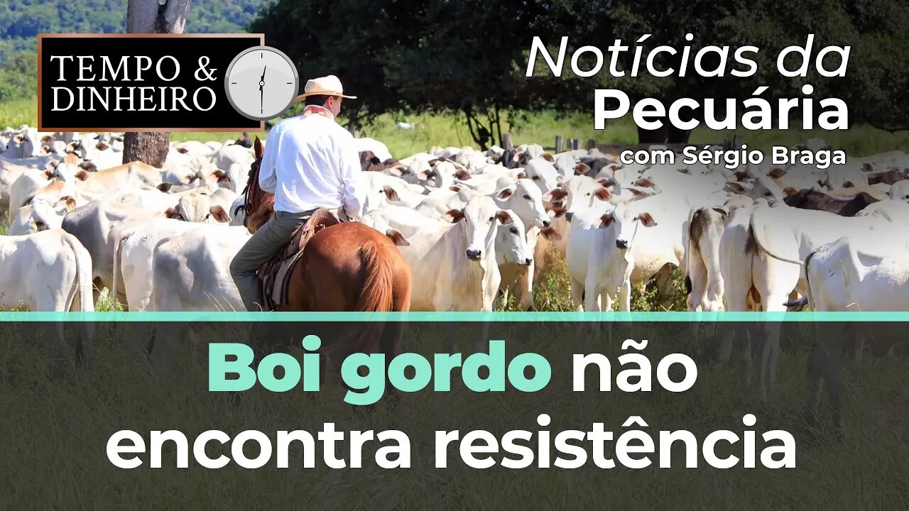 Boi gordo não encontra resistência e segue em queda