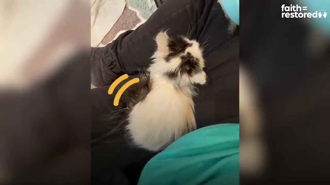 Giving A Hissing Feral Kitten A Bath And This Happens... | The Dodo Faith = Restored