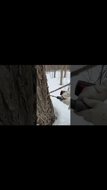 How We Tap our Maple Trees