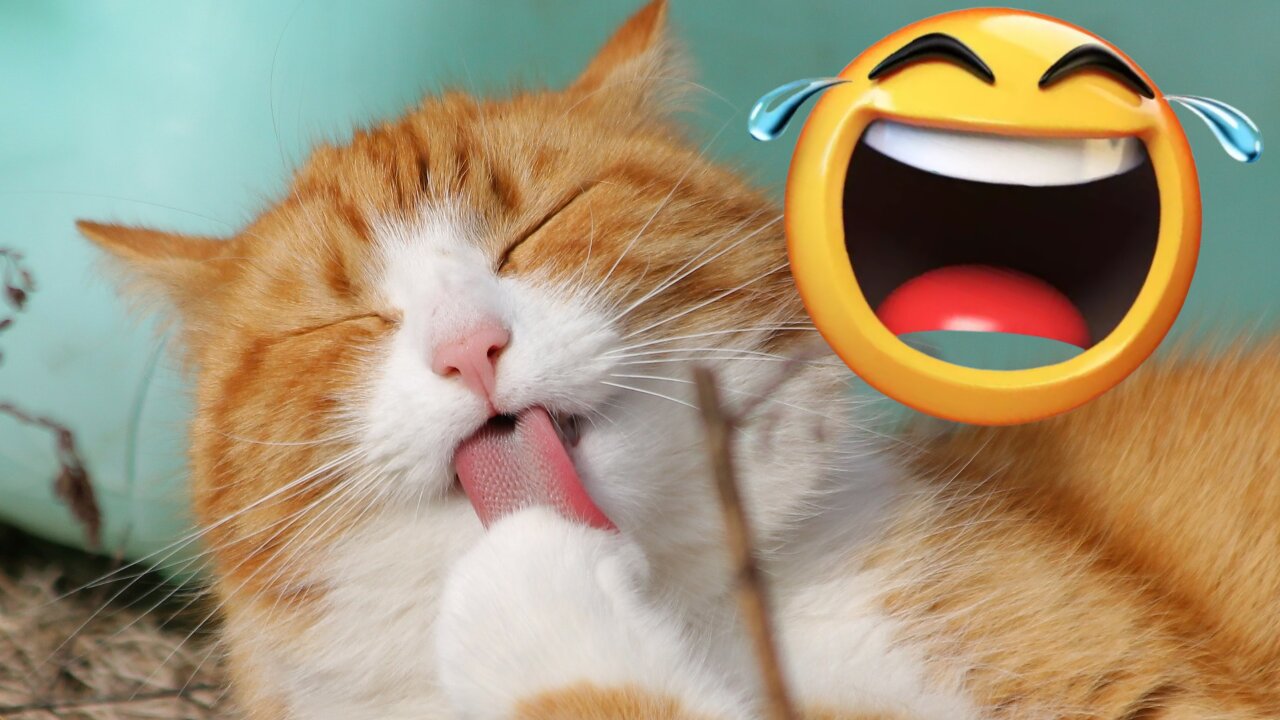 💖 Cute and Funny Pets 💖 | Try Not To Laugh At These Pets! 🤣