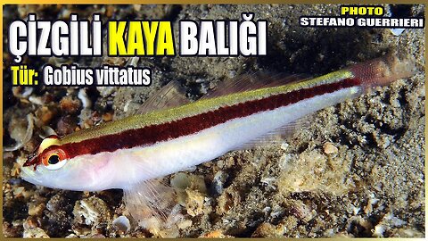 Çizgili Kaya Balığı Hakkında Bilgi | Gobius vittatus | Akdeniz Balıkları