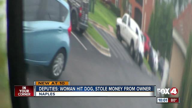 Dog hit, driver then scams victim