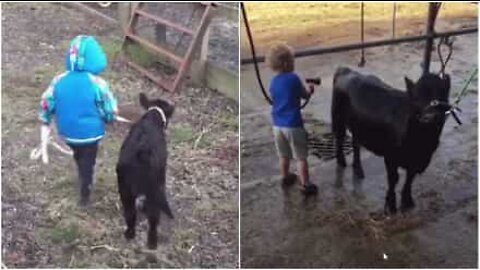 Filho de agricultores tem como melhor amiga uma vaquinha