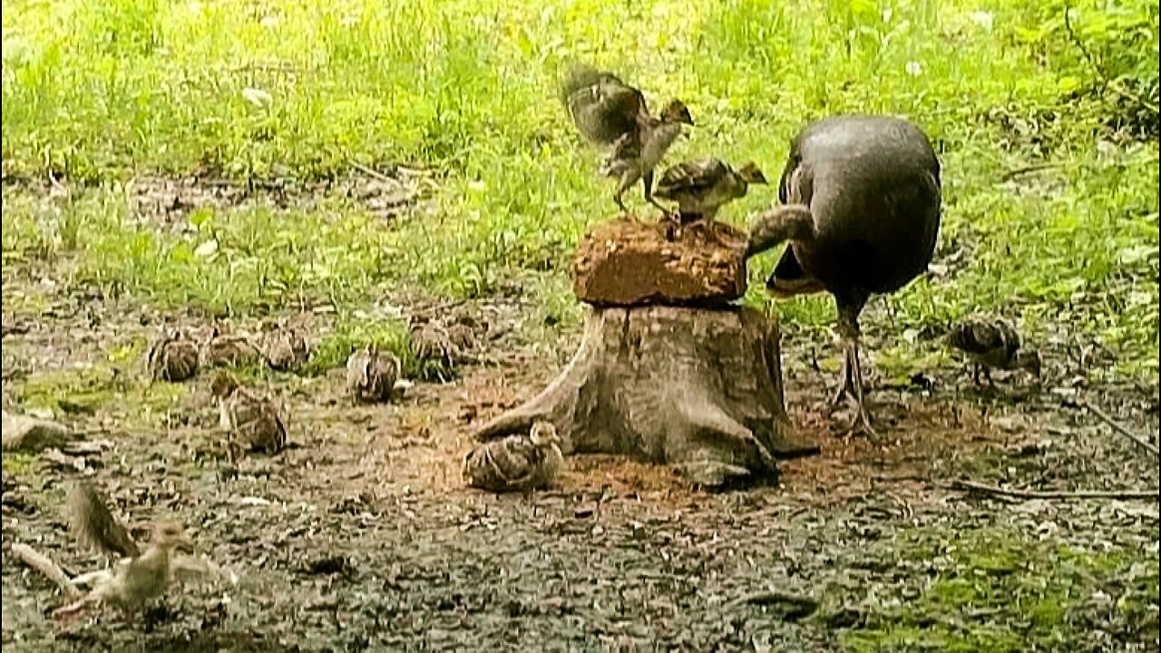 Chirping wild turkey chicks!