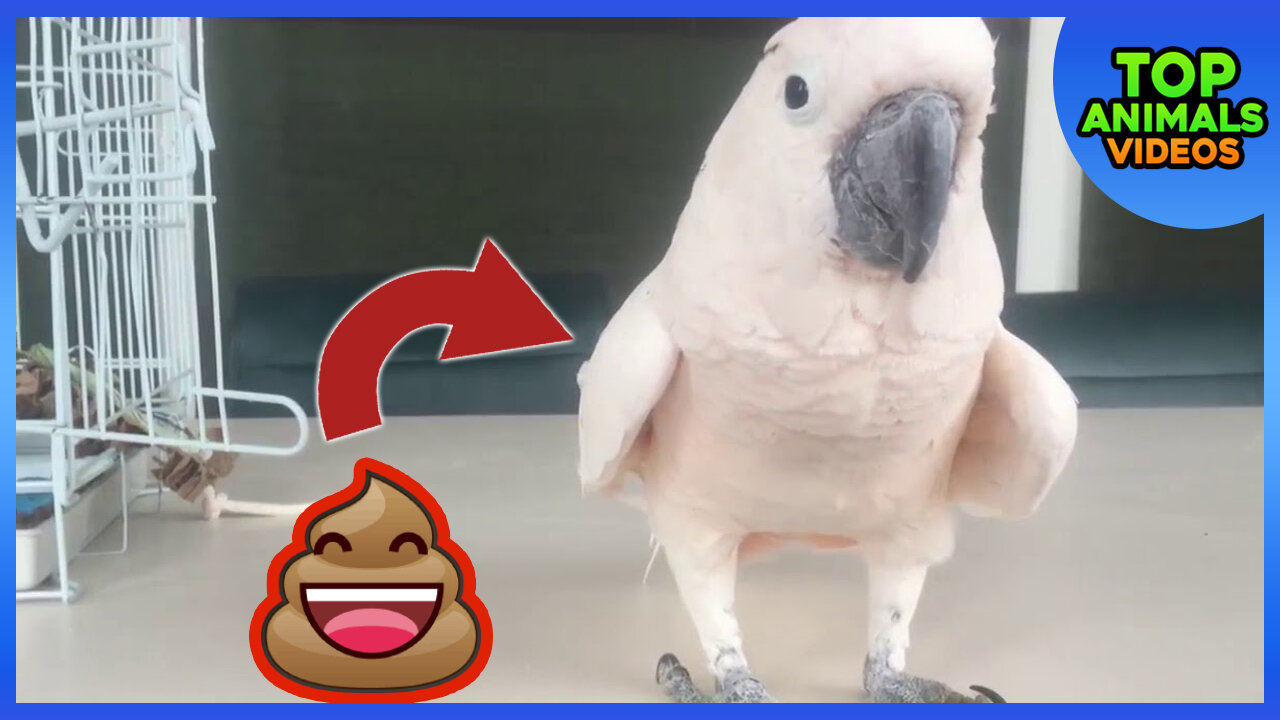 🔴 FUNNY ANIMALS FARTING COMPILATION 😱💩