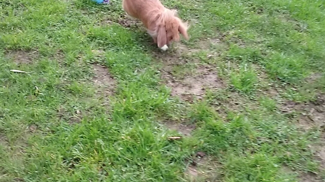 Chasing cat and mouse with my bunny in the garden