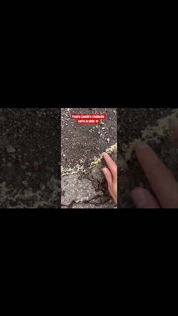 Poudre jaune après la pluie ☔️ 🤨 #shorts #pluie #quebec