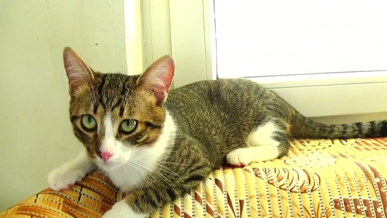 Hey Hooman, why R U Looking at Me