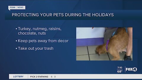 Protect your pets during the holiday