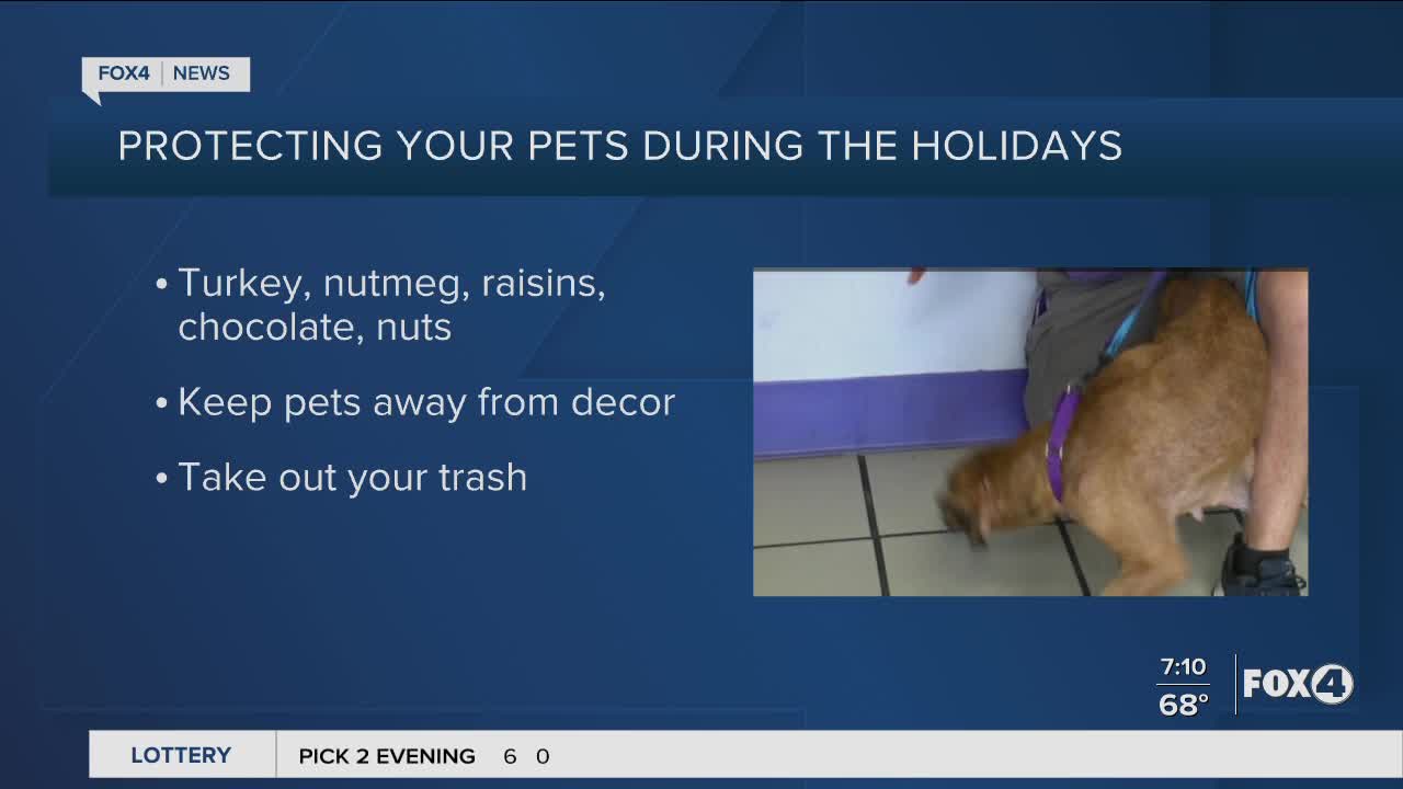 Protect your pets during the holiday