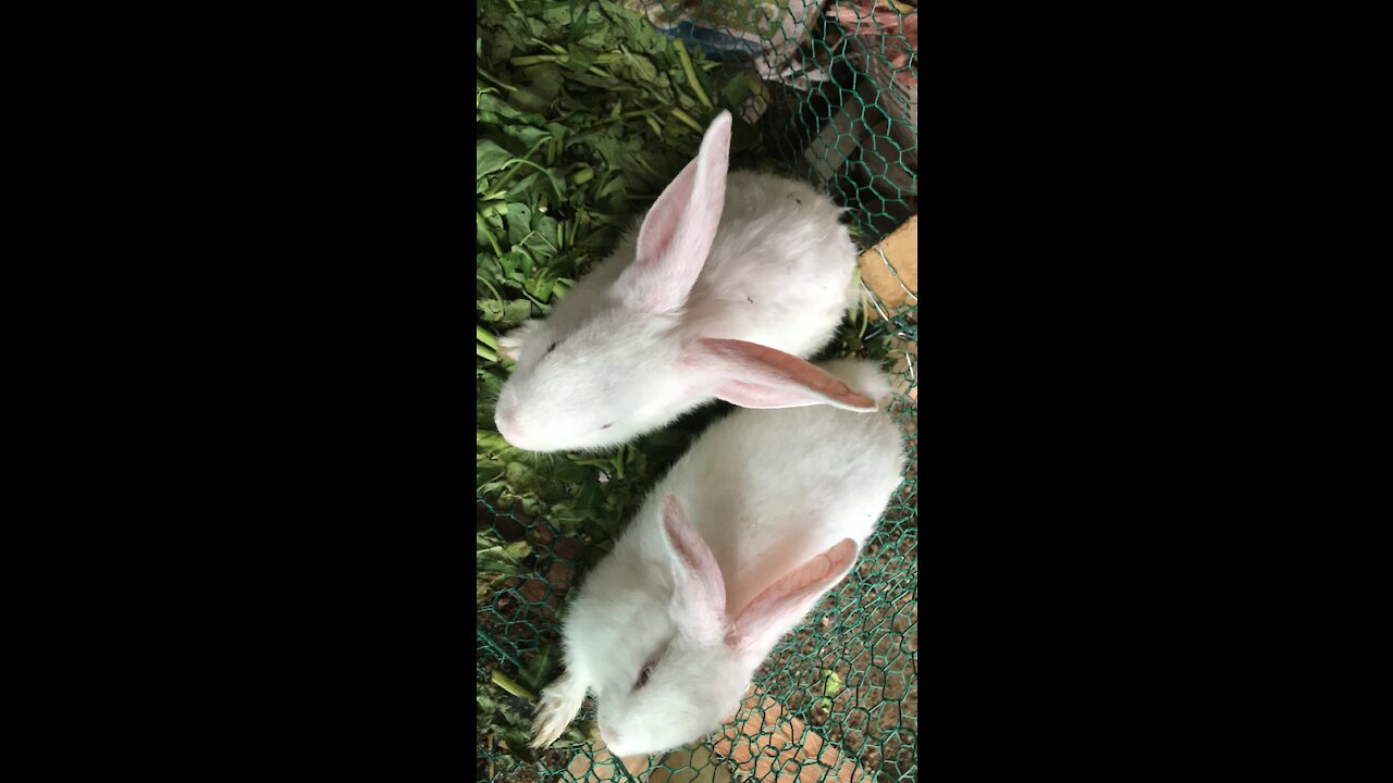 Rabbits just born