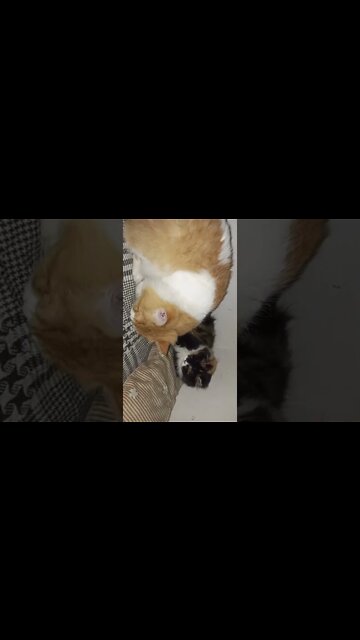 Funny Cats #shorts #cutecat #cats #shorts #youtubeshorts
