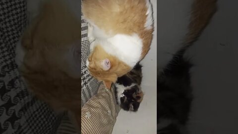 Funny Cats #shorts #cutecat #cats #shorts #youtubeshorts