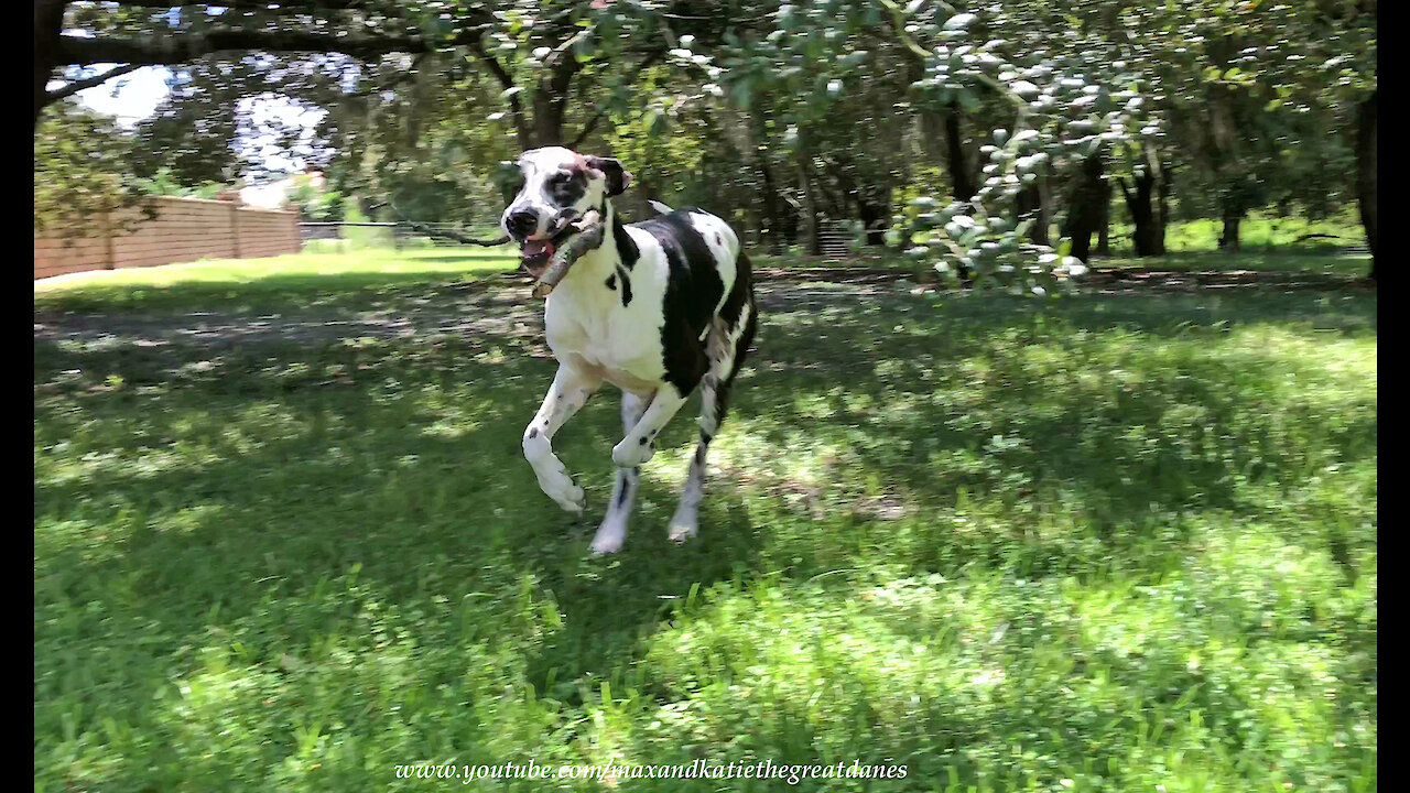 Funny Great Dane Loves To Run Stick Zoomies