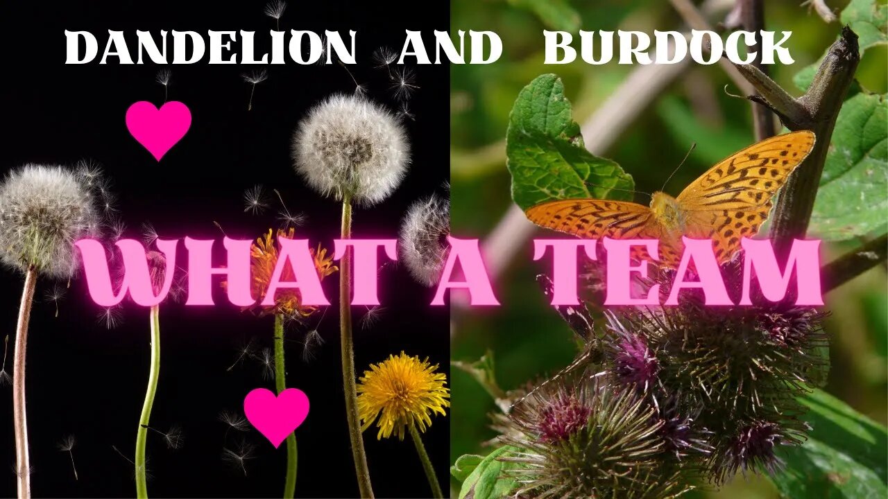 Dandelion and Burdock - What a Team!