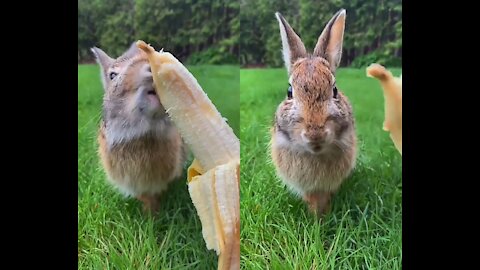 Rabbit is eating banana 🐇🍌 (love animal)