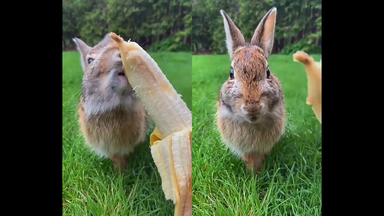 Rabbit is eating banana 🐇🍌 (love animal)