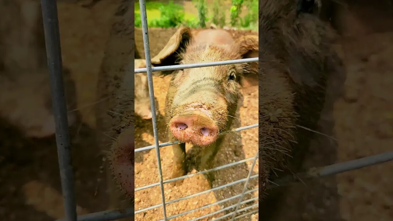 Nosey Little Pig @UncleTimsFarm #kärnəvór #carnivore #shorts #hereford #freerangepigs