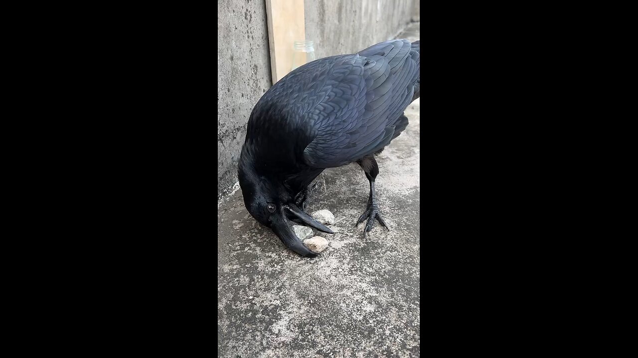 crow 🐦⬛🐦⬛