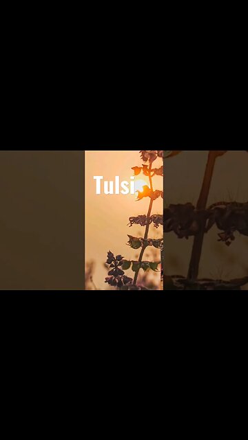 Tulsi for Herbal Fever Support
