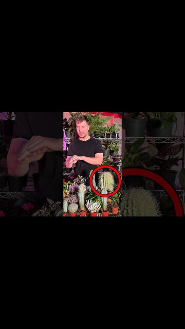 Real Or Cake For $10,000