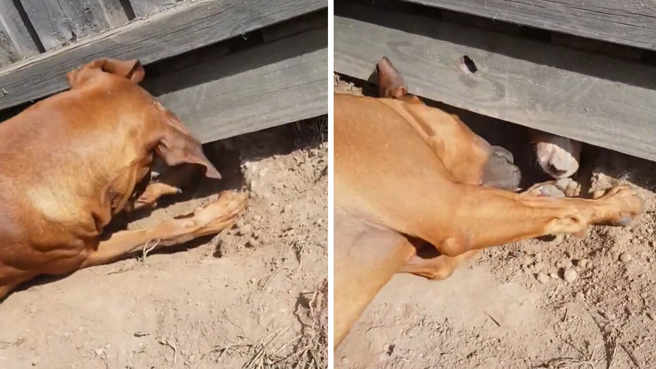 Neighbor Dogs Dig Hole Under Fence To Play With Each Other