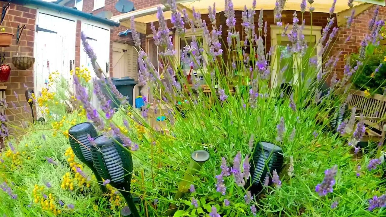 Just Bees and lavender, gentle music.