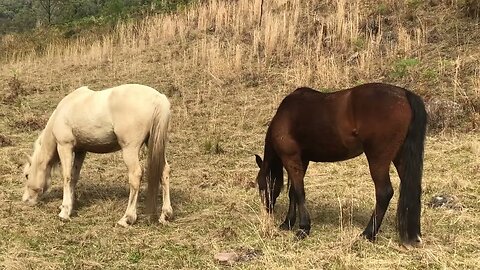 Ava and Halo in winter. Beautiful brumbies