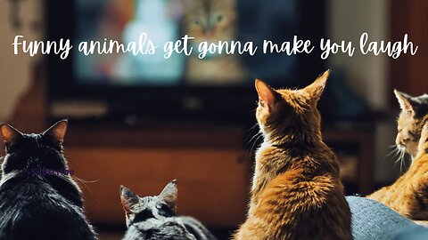 Funny animals