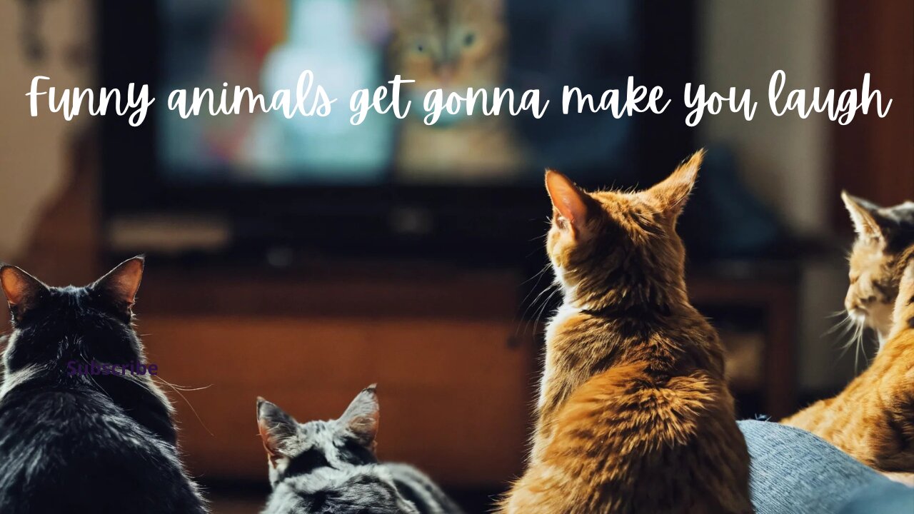 Funny animals