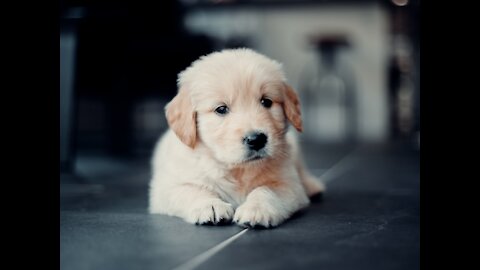 CUTE Baby Dog #shorts