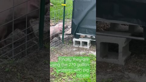 Piglets finally start using IBC tote! #piglets #pig #shorts #ibc