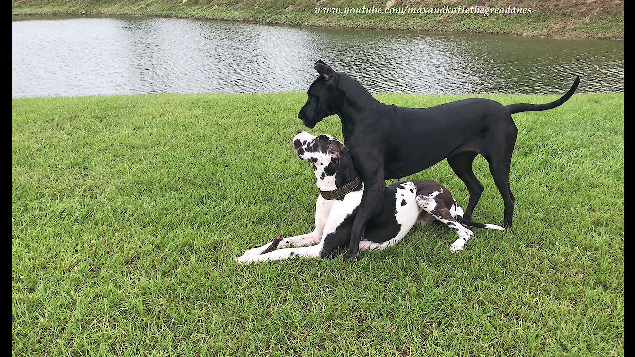 Bouncing Great Danes Enjoy Stick Wrestling Game