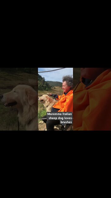 Maremma loves brushing