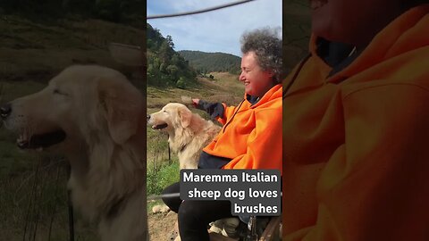 Maremma loves brushing