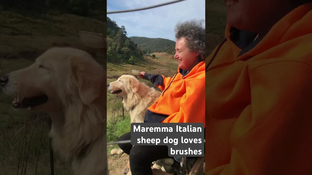 Maremma loves brushing